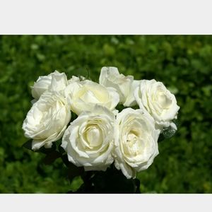 Meet your Posher, Emmanuela